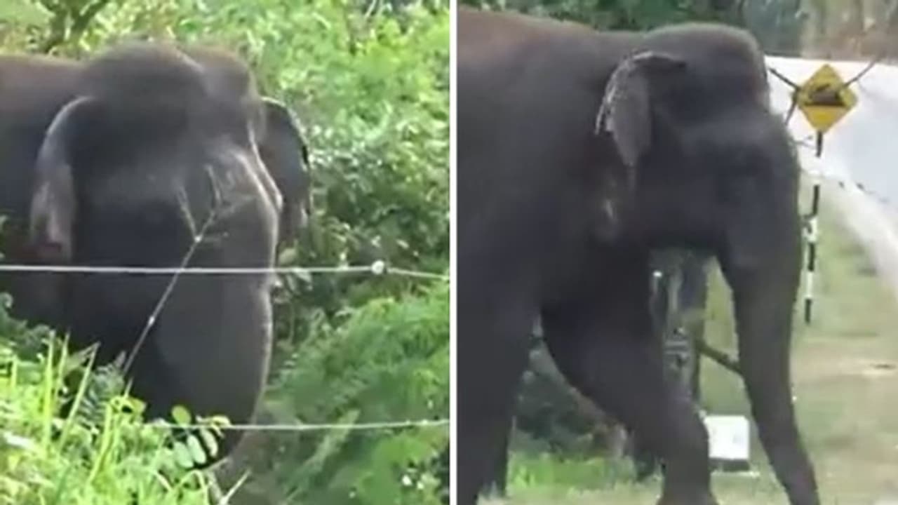 'കളി വേണ്ട'; കാടിറങ്ങാതിരിക്കാൻ നിര്‍മ്മിച്ച 'കെണി' വെട്ടിക്കുന്ന ആനയെ കണ്ടോ...