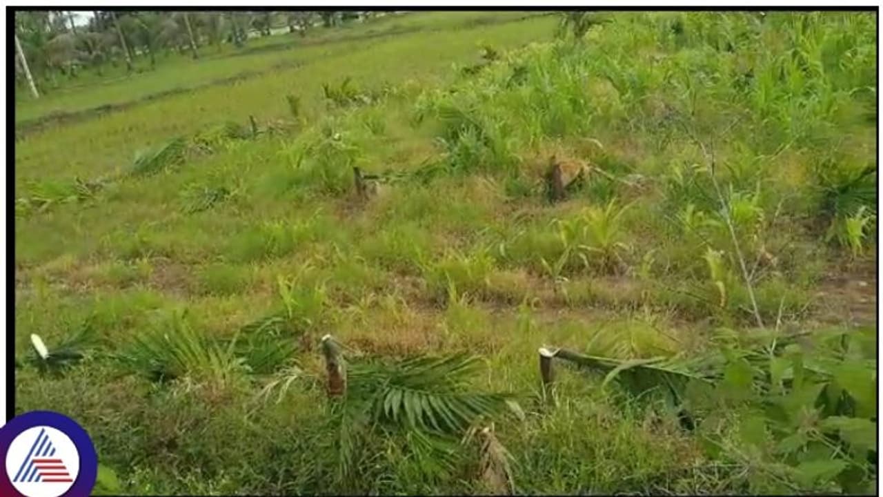 Davanagere: ರೈತನ ಮೇಲಿನ ದ್ವೇಷಕ್ಕೆ 780 ಅಡಿಕೆ ಗಿಡ ಕತ್ತರಿಸಿದ ದುಷ್ಕರ್ಮಿಗಳು