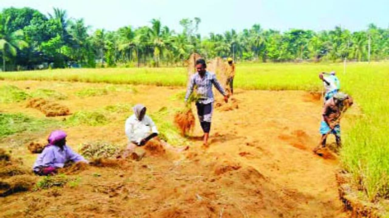 തൃശൂരിൽ നിന്ന് രാജ്യാന്തര വിപണിയിലേക്ക്; 'ചാവക്കാടൻ രാമച്ച'ത്തിന് ഭൗമ സൂചികാ പദവി നേടിയെടുക്കാൻ കൃഷി വകുപ്പ് തൃശൂരിൽ നിന്ന് രാജ്യാന്തര വിപണിയിലേക്ക്; 'ചാവക്കാടൻ രാമച്ച'ത്തിന് ഭൗമ സൂചികാ പദവി നേടിയെടുക്കാൻ കൃഷി വകുപ്പ്