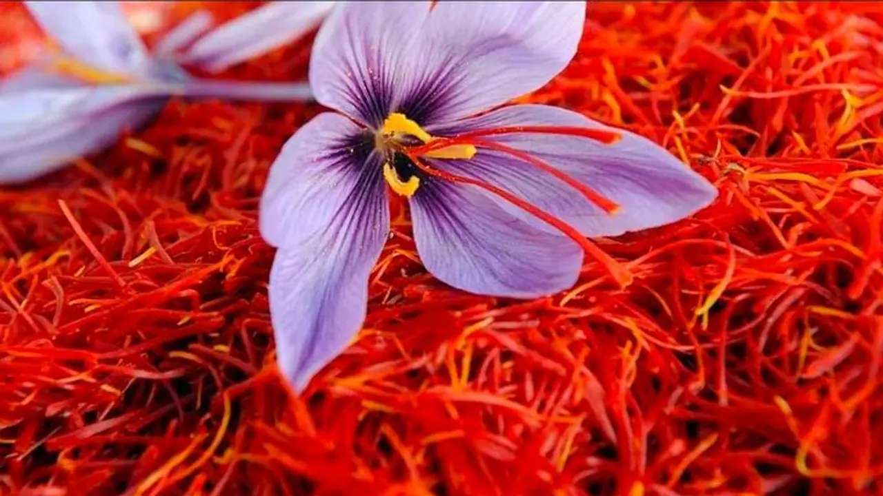 ಒಂದು ಕೇಜಿಗೆ 3 ಲಕ್ಷ ರೂ: ಕಾಶ್ಮೀರದ ಕೆಂಪು ಚಿನ್ನವೀಗ ಬೆಳ್ಳಿಗಿಂತಲೂ ದುಬಾರಿ ಒಂದು ಕೇಜಿಗೆ 3 ಲಕ್ಷ ರೂ: ಕಾಶ್ಮೀರದ ಕೆಂಪು ಚಿನ್ನವೀಗ ಬೆಳ್ಳಿಗಿಂತಲೂ ದುಬಾರಿ