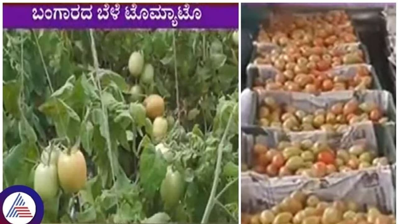 40 ಸಾವಿರ ರೂ. ಭೋಗ್ಯದ ಜಮೀನಿನಲ್ಲಿ ಟೊಮೆಟೊ ಬೆಳೆದು 1 ಕೋಟಿ ರೂ. ಸಂಪಾದಿಸಿದ ರೈತ