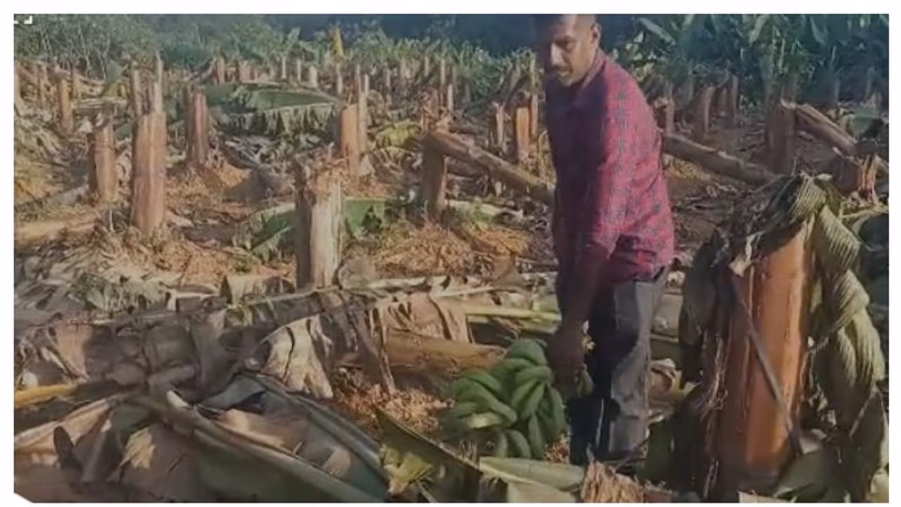  വെട്ടിയത് 406 വാഴകൾ, ഓണത്തിന് കുലച്ച വാഴക്കുലകൾ വെട്ടിമാറ്റി കെഎസ്ഇബിയുടെ ക്രൂരത; നിറകണ്ണുകളോടെ യുവ ക‍ർഷകൻ