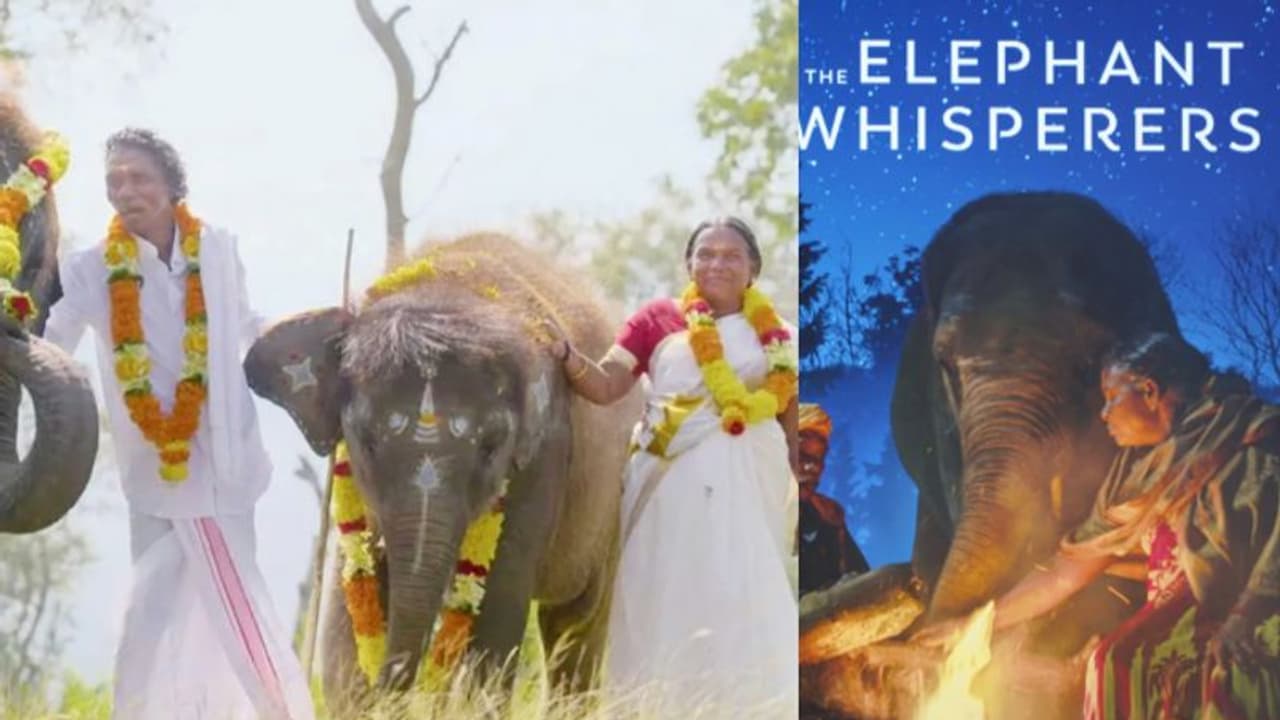 'ചായ പോലും കിട്ടിയില്ല', 'എലിഫന്റ് വിസ്പറേഴ്സ്' നിര്മാതാക്കൾക്കെതിരെ ആരോപണവുമായി ബെല്ലിയും ബൊമ്മയും 'ചായ പോലും കിട്ടിയില്ല', 'എലിഫന്റ് വിസ്പറേഴ്സ്' നിര്മാതാക്കൾക്കെതിരെ ആരോപണവുമായി ബെല്ലിയും ബൊമ്മയും