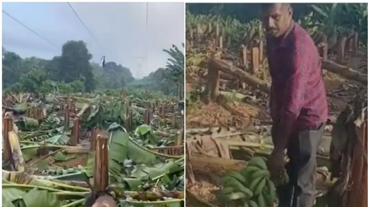 വെട്ടിയത് 460 വാഴകൾ; 'കുലച്ച് കുലകൾ വിൽക്കാറായപ്പോഴല്ല വരേണ്ടത്, ക്രൂരത'; കെഎസ്ഇബിയോട് കടുപ്പിച്ച് കൃഷിമന്ത്രി