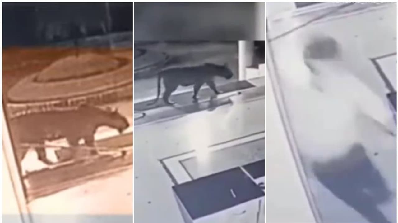 വൈസ് ചാൻസലറുടെ ഓഫീസിന് സമീപം ടി 123; ഭയന്ന് വിറച്ച് വിദ്യാർഥികൾ, മതിൽ ചാടിക്കടന്ന് എത്തി; സ‍ർവകലാശാല അടച്ചു