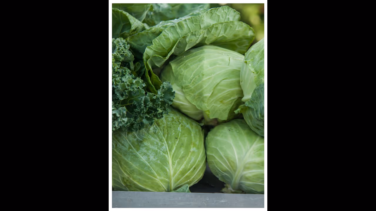 Skin health to bone health: 7 lesser known benefits of Cabbage Skin health to bone health: 7 lesser known benefits of Cabbage