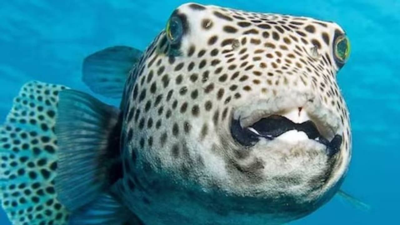 പഫർഫിഷ് മുതൽ ജാതിക്ക വരെ, ശ്രദ്ധിച്ചില്ലെങ്കിൽ അങ്ങേയറ്റം അപകടമുണ്ടാക്കാവുന്ന അഞ്ച് ഭക്ഷണങ്ങൾ പഫർഫിഷ് മുതൽ ജാതിക്ക വരെ, ശ്രദ്ധിച്ചില്ലെങ്കിൽ അങ്ങേയറ്റം അപകടമുണ്ടാക്കാവുന്ന അഞ്ച് ഭക്ഷണങ്ങൾ