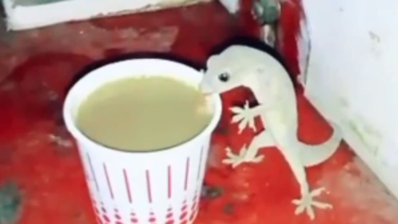 பல்லி டீ குடிக்குமா? குடிக்கும்.. அதுவும் நின்னுக்கிட்டே குடிக்கும் நீங்களே பாருங்கள் வைரல் வீடியோ!