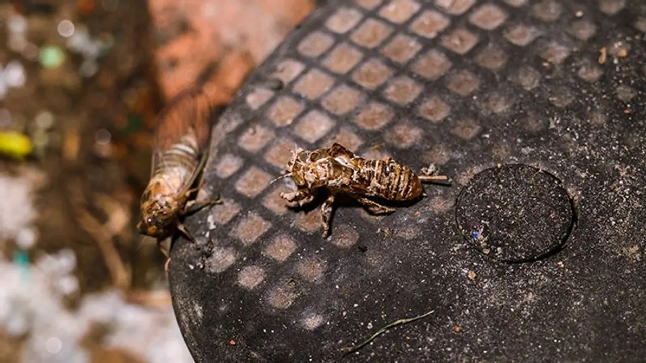 Here are 7 innovative ways to keep your house insect free