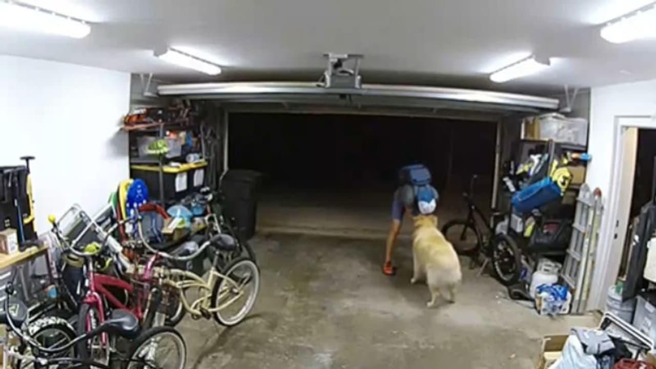  'മസാജൊക്കെ ചെയ്തതല്ലേ, ഒരു ലക്ഷത്തിന്റെ സൈക്കിളിരിക്കട്ടെ..', കള്ളന് 'കഞ്ഞിവച്ച' കാവൽ നായ, വീഡിയോ വൈറൽ