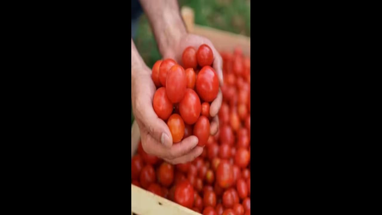 தக்காளியால் அடித்த ஜாக்பாட்.. புதிய கார் வாங்கிய தக்காளி விவசாயி.. எவ்வளவு சம்பாதித்துள்ளார்?