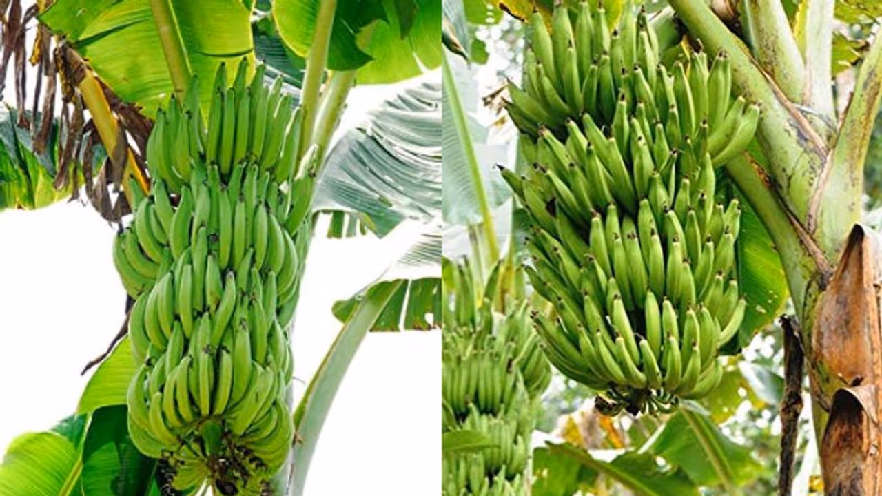 എന്താണീ സ്വർണമുഖി വാഴ? നേന്ത്രവാഴയെ പരിചരിക്കേണ്ടത് എങ്ങനെ ? എന്താണീ സ്വർണമുഖി വാഴ? നേന്ത്രവാഴയെ പരിചരിക്കേണ്ടത് എങ്ങനെ ?