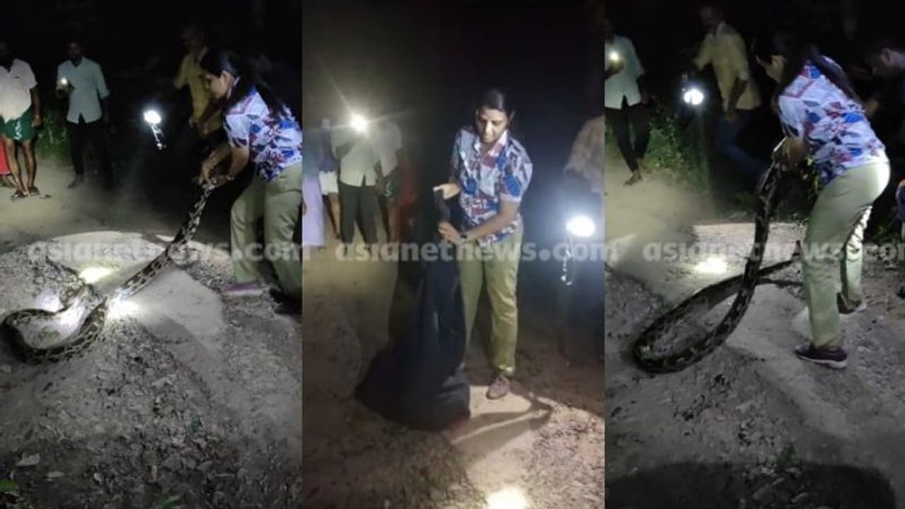 25 കിലോ തൂക്കം, 12 അടി നീളം; കൂറ്റൻ പെരുമ്പാമ്പിനെ വലിച്ചെടുത്ത് ചാക്കിലാക്കി വനിതാ ബീറ്റ് ഫോറസ്റ്റ് ഓഫീസർ 25 കിലോ തൂക്കം, 12 അടി നീളം; കൂറ്റൻ പെരുമ്പാമ്പിനെ വലിച്ചെടുത്ത് ചാക്കിലാക്കി വനിതാ ബീറ്റ് ഫോറസ്റ്റ് ഓഫീസർ