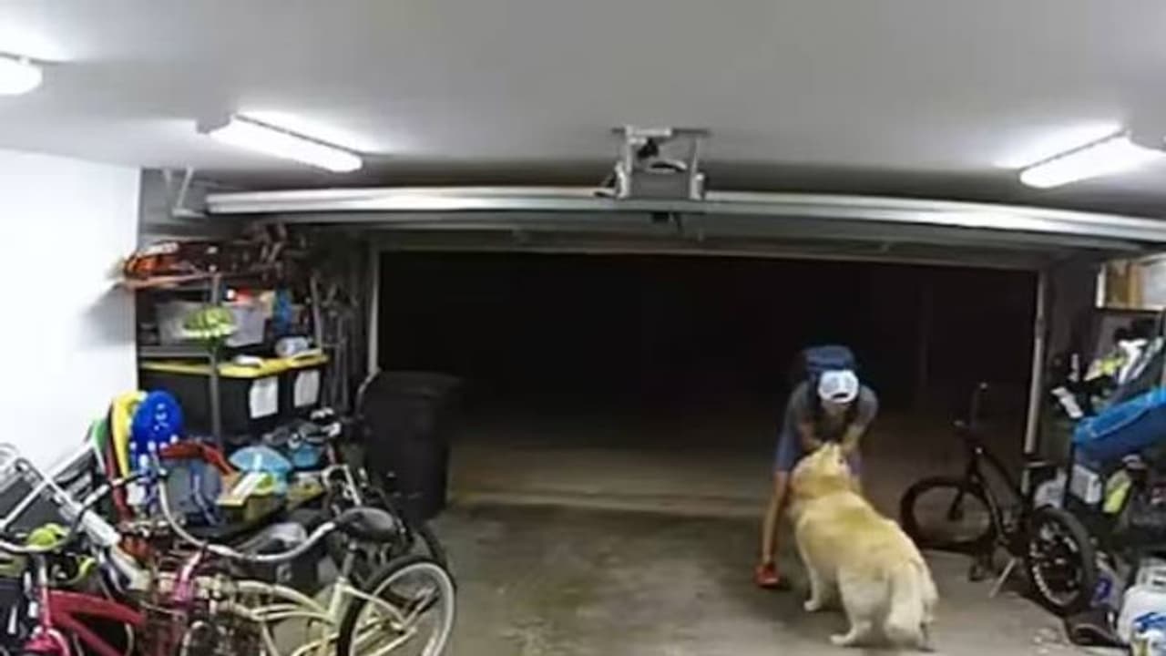 ലോകത്ത് ഒരു നായയും കള്ളനുമായി ഇത്രയും സൗഹൃദത്തിലായിക്കാണില്ല, വീഡിയോ ലോകത്ത് ഒരു നായയും കള്ളനുമായി ഇത്രയും സൗഹൃദത്തിലായിക്കാണില്ല, വീഡിയോ