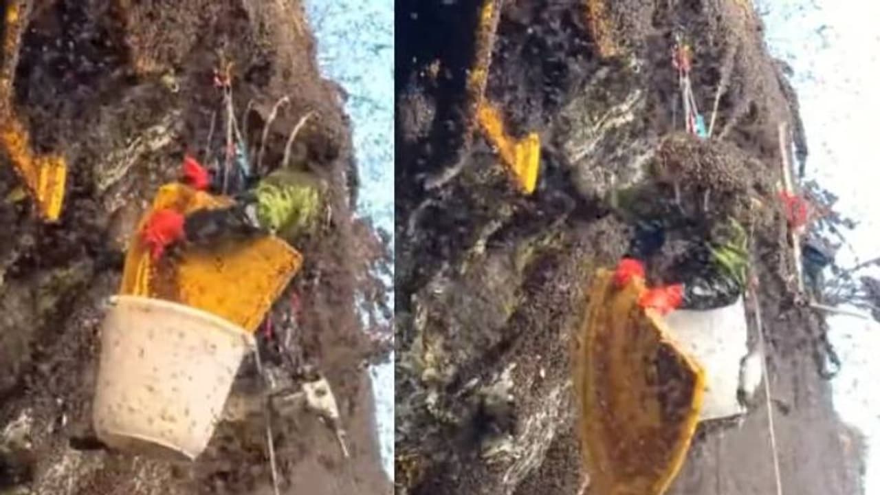 ലോകത്തിലെ ഏറ്റവും വില കൂടിയ തേൻ, വില കിലോയ്‍ക്ക് ഒമ്പതുലക്ഷം, ശേഖരിക്കുന്നത് കണ്ടാൽ ആരും പേടിക്കും