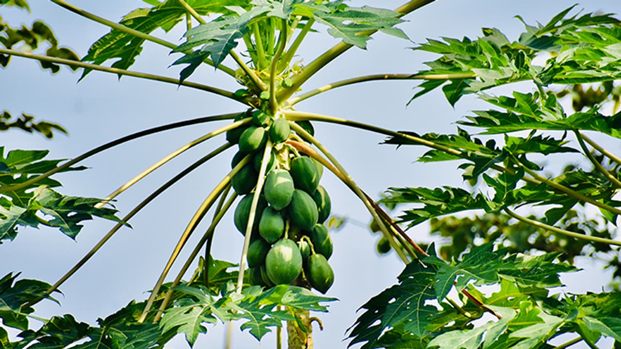 டெங்குவை குணப்படுத்த இந்த 5 இலைகள் போதும்.. இயற்கையான முறையில் ரத்த அணுக்களை அதிகரிக்கலாம். டெங்குவை குணப்படுத்த இந்த 5 இலைகள் போதும்.. இயற்கையான முறையில் ரத்த அணுக்களை அதிகரிக்கலாம்.