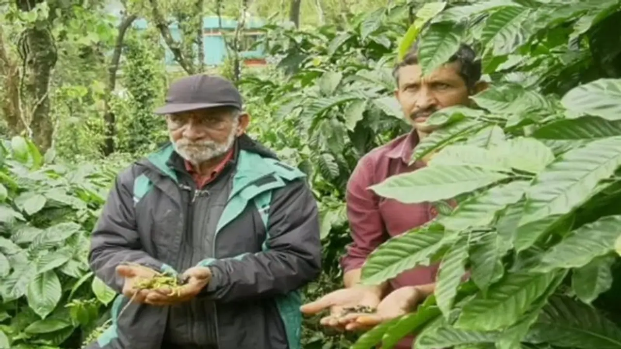 ಕೊಡಗು: ಭಾರೀ ಮಳೆಗೆ ಉದುರಿದ ಕಾಫಿ, ಕಾಳುಮೆಣಸು, ಸಂಕಷ್ಟದಲ್ಲಿ ರೈತರು