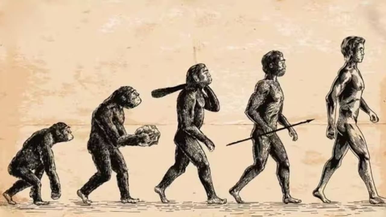 చైనాలో కనుగొన్న లక్షల సంవత్సరాల నాటి పుర్రె.. కోతి నుండి మానవ శాస్త్రాన్ని మార్చే అవకాశం.. చైనాలో కనుగొన్న లక్షల సంవత్సరాల నాటి పుర్రె.. కోతి నుండి మానవ శాస్త్రాన్ని మార్చే అవకాశం..