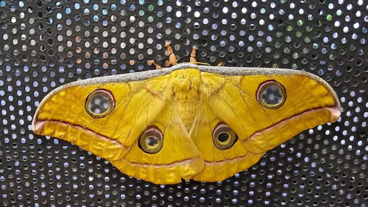 ಅಪರೂಪದ ‘ಜಪಾನಿಸ್ ಸಿಲ್ಕ್ ಮೋತ್’ ಚಿಟ್ಟೆ ಬೆಂಗಳೂರಿನಲ್ಲಿ ಪತ್ತೆ ಅಪರೂಪದ ‘ಜಪಾನಿಸ್ ಸಿಲ್ಕ್ ಮೋತ್’ ಚಿಟ್ಟೆ ಬೆಂಗಳೂರಿನಲ್ಲಿ ಪತ್ತೆ