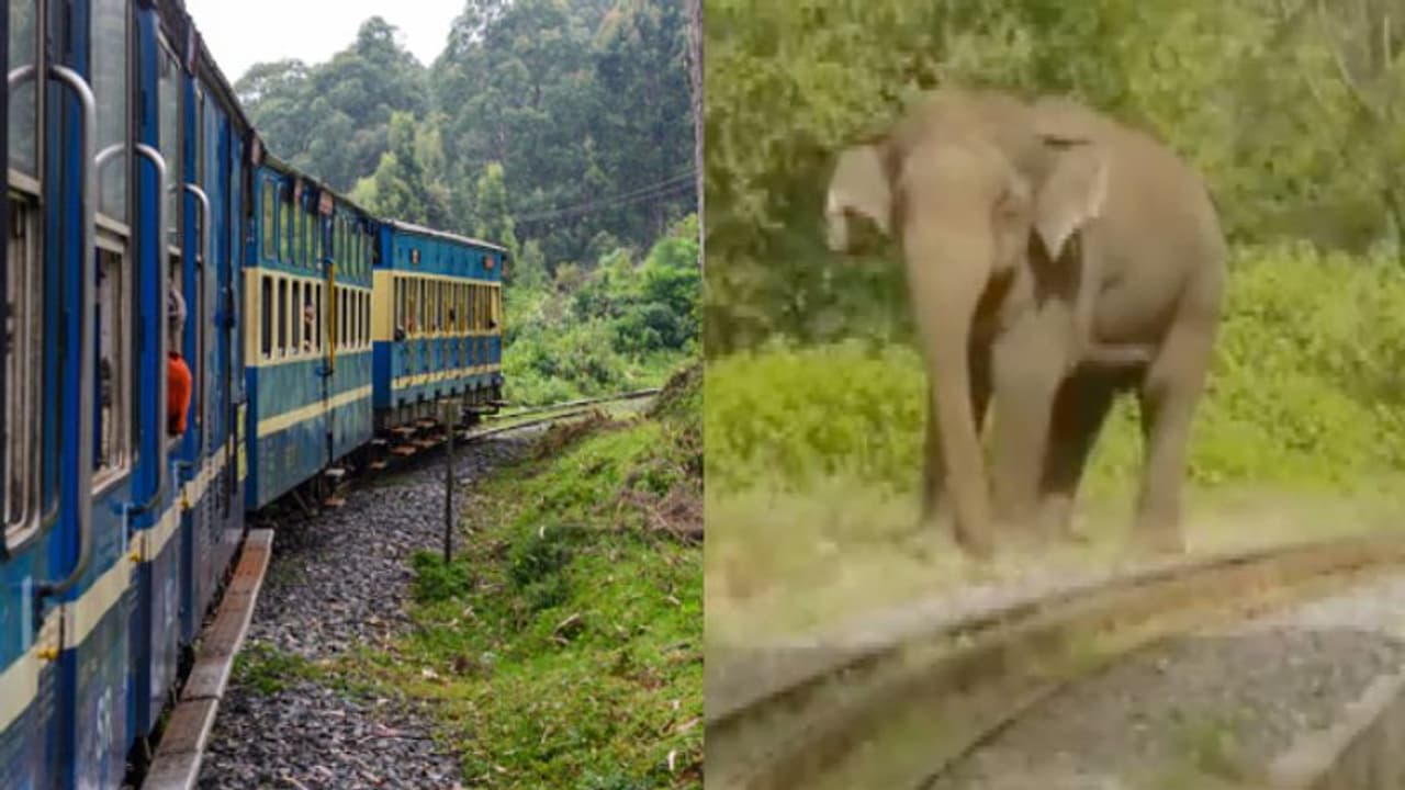 ട്രാക്കില് ഒറ്റയാന്, ഊട്ടി പൈതൃക ട്രെയിനിന്റെ യാത്രയില് കാലതാമസം ട്രാക്കില് ഒറ്റയാന്, ഊട്ടി പൈതൃക ട്രെയിനിന്റെ യാത്രയില് കാലതാമസം