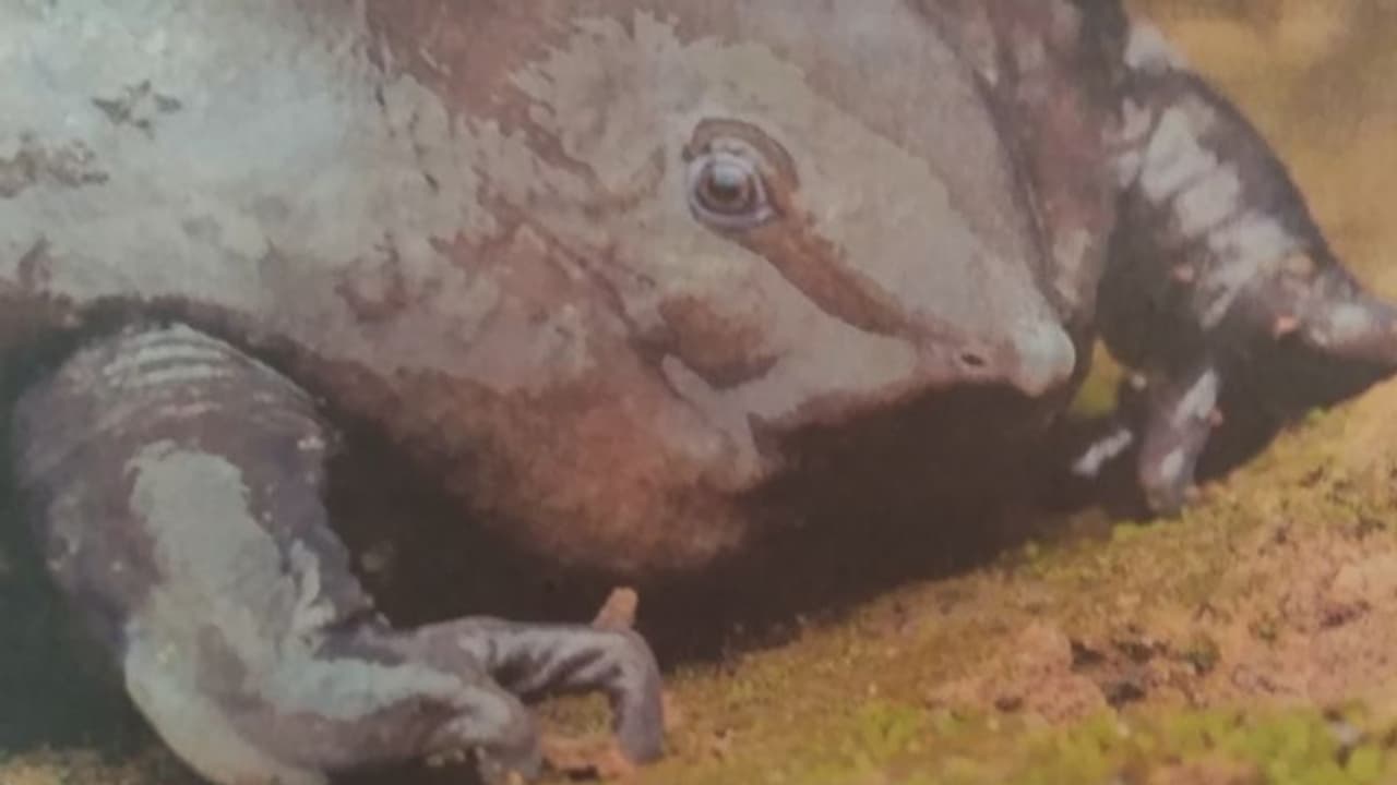 മഹാബലി തവളയെ മാങ്കുളത്ത് കണ്ടെത്തി; പുറത്തുവരുന്നത് വര്ഷത്തിലൊരിക്കല് മാത്രം മഹാബലി തവളയെ മാങ്കുളത്ത് കണ്ടെത്തി; പുറത്തുവരുന്നത് വര്ഷത്തിലൊരിക്കല് മാത്രം