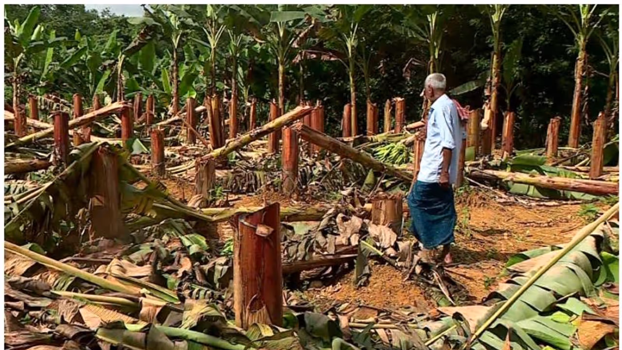 കെഎസ്ഇബിയുടെ വാഴ വെട്ടൽ; കേസെടുത്ത് മനുഷ്യാവകാശ കമ്മീഷൻ, 15 ദിവസത്തിനകം വിശദീകരണം നൽകണം കെഎസ്ഇബിയുടെ വാഴ വെട്ടൽ; കേസെടുത്ത് മനുഷ്യാവകാശ കമ്മീഷൻ, 15 ദിവസത്തിനകം വിശദീകരണം നൽകണം