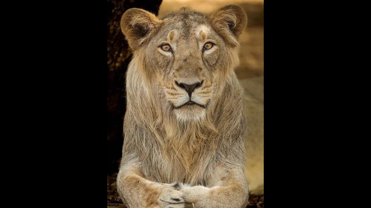 சிங்கம் மாமிசங்கள் மட்டும் தான் சாப்பிடும்னு யார் சொன்னது? இந்த வைரல் வீடியோவை பாருங்க.. 