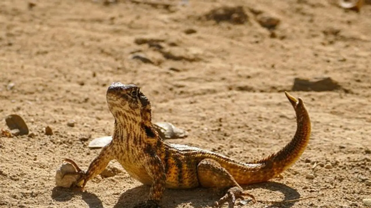 Ancient lizard like species that lived 247 million years ago discovered in Australia Ancient lizard like species that lived 247 million years ago discovered in Australia