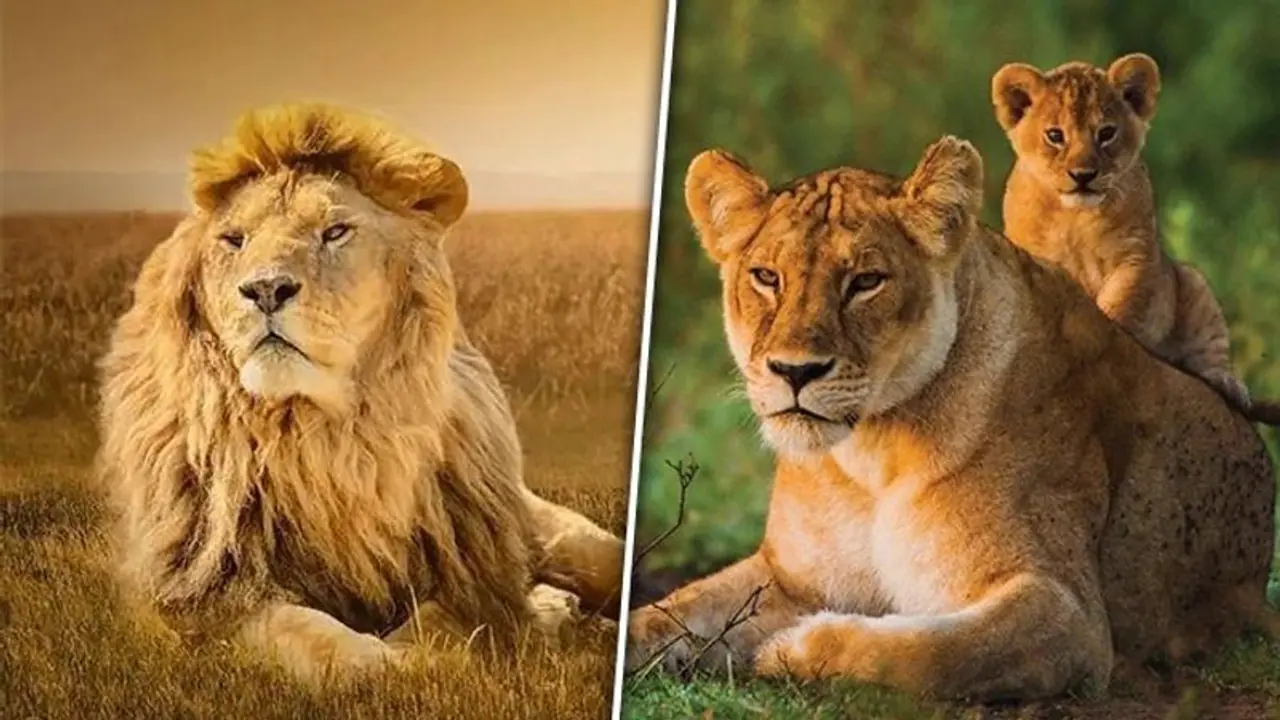 World Lion Day 2023: Date, history, significance World Lion Day 2023: Date, history, significance