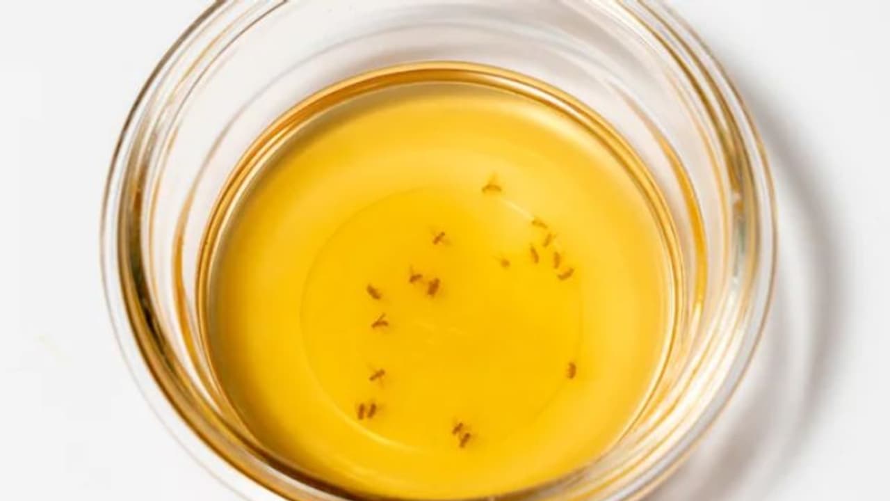 അടുക്കളയില്‍ പഴയീച്ച ശല്യമോ? ഇതൊഴിവാക്കാൻ വഴിയുണ്ടേ...