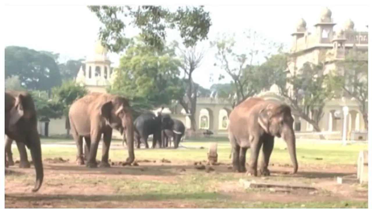 ಮೈಸೂರು : ಅರಣ್ಯ ಭವನದ ಆವರಣದಲ್ಲಿ ಆನೆಗಳ ವಿಶ್ರಾಂತಿ ಮೈಸೂರು : ಅರಣ್ಯ ಭವನದ ಆವರಣದಲ್ಲಿ ಆನೆಗಳ ವಿಶ್ರಾಂತಿ