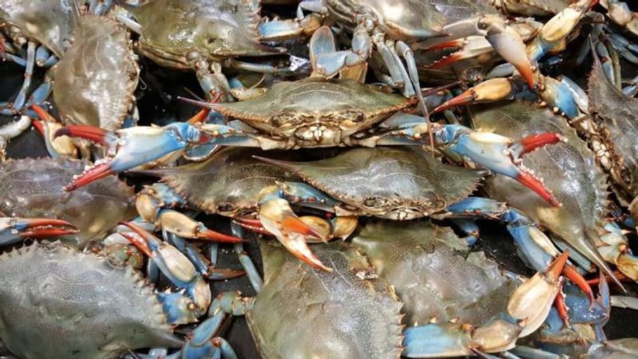 നീലഞണ്ടുകൾ സർവവും നശിപ്പിക്കുമോ? ഭയന്നുവിറച്ച് ഇറ്റലി, നിയന്ത്രിക്കാൻ സർക്കാർ അനുവദിച്ചത് 26 കോടി