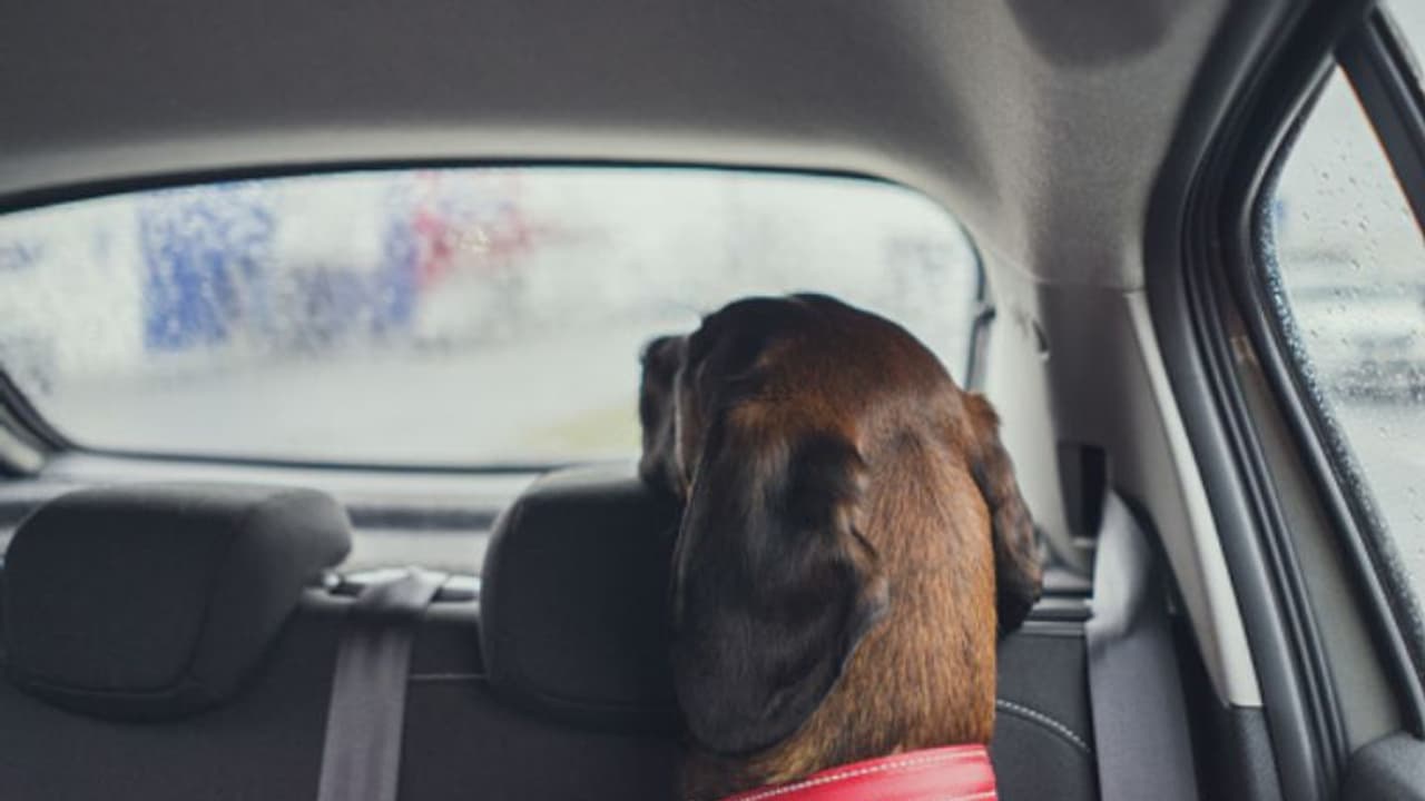 വിമാനത്താവളത്തിൽ അലക്ഷ്യമായ പാർക്ക് ചെയ്ത് 'ഫിയറ്റ്'; പരിശോധനയിൽ കണ്ടത് മൃതപ്രായനായ നായ, ഉടമയ്ക്കെതിരെ കേസ് വിമാനത്താവളത്തിൽ അലക്ഷ്യമായ പാർക്ക് ചെയ്ത് 'ഫിയറ്റ്'; പരിശോധനയിൽ കണ്ടത് മൃതപ്രായനായ നായ, ഉടമയ്ക്കെതിരെ കേസ്