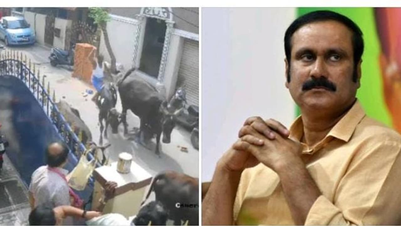 பள்ளிக் குழந்தையை முட்டி தள்ளிய மாடு..! சென்னையில் கால்நடைகளை கட்டுப்படுத்த கடுமையான நடவடிக்கை தேவை அன்புமணி