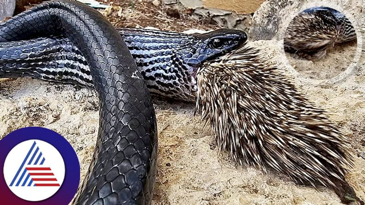 ಮುಳ್ಳುಹಂದಿಯನ್ನು ತಿನ್ನಲು ಯತ್ನಿಸಿದ ಹಾವು, ಮುಂದಾಗಿದ್ದೇನು?