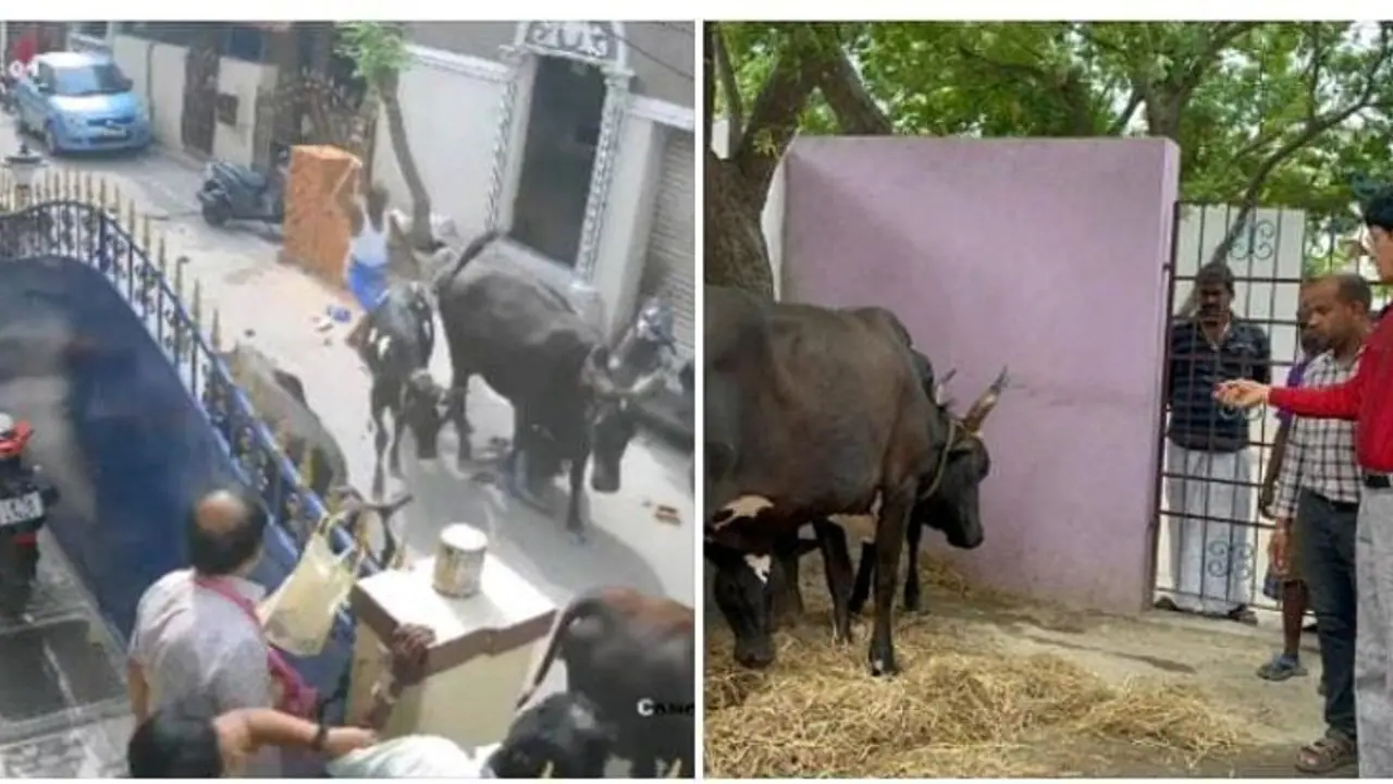 மாடு முட்டியதில் காயமடைந்த குழந்தை ஆயிஷாவின் உடல்நிலை எப்படி உள்ளது.? மருத்துவர்கள் பரபரப்பு விளக்கம்