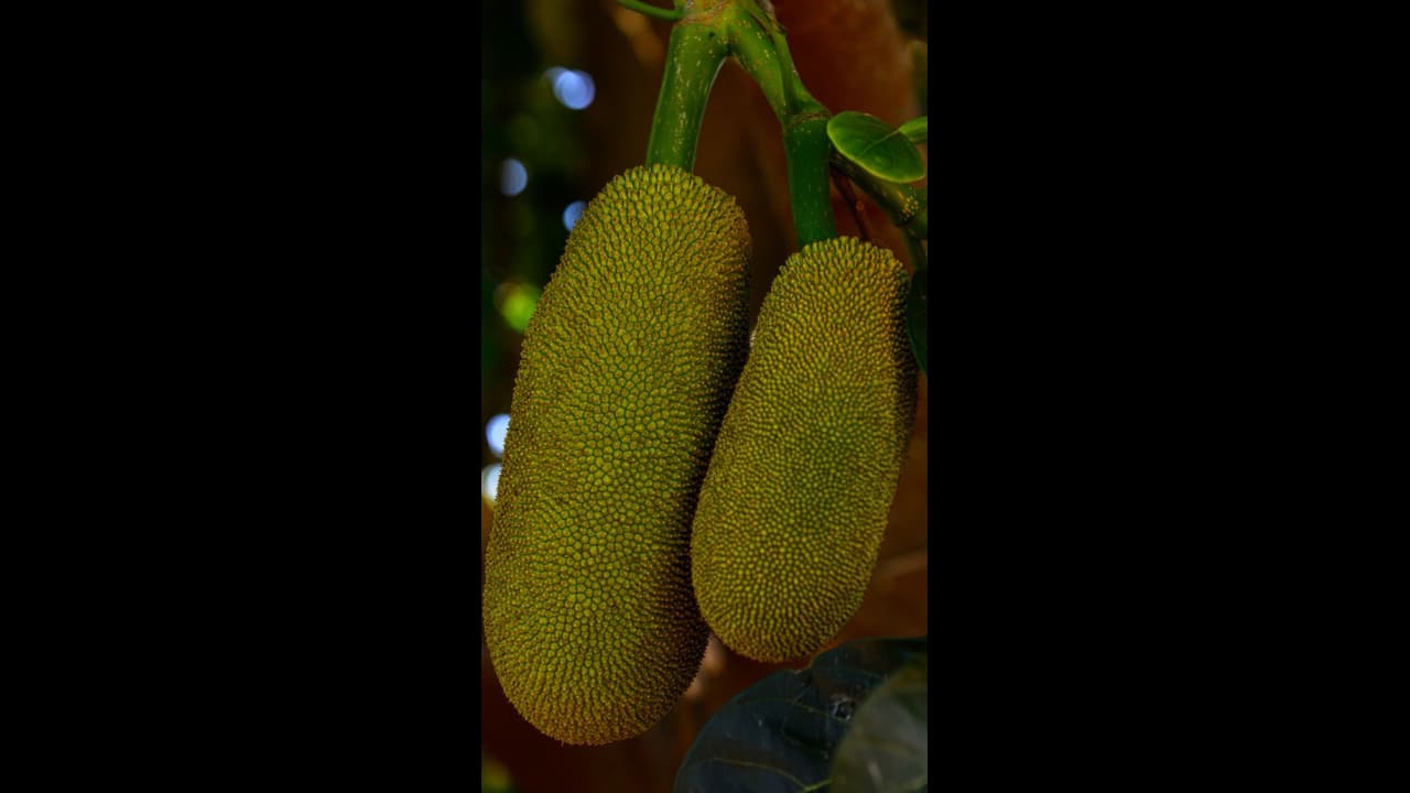 ಹಲಸಿನ ಹಣ್ಣಿನ ಖಾದ್ಯದಿಂದ ಹೆಚ್ಚು ಲಾಭ: ಶಾಸಕ ಹಲಸಿನ ಹಣ್ಣಿನ ಖಾದ್ಯದಿಂದ ಹೆಚ್ಚು ಲಾಭ: ಶಾಸಕ