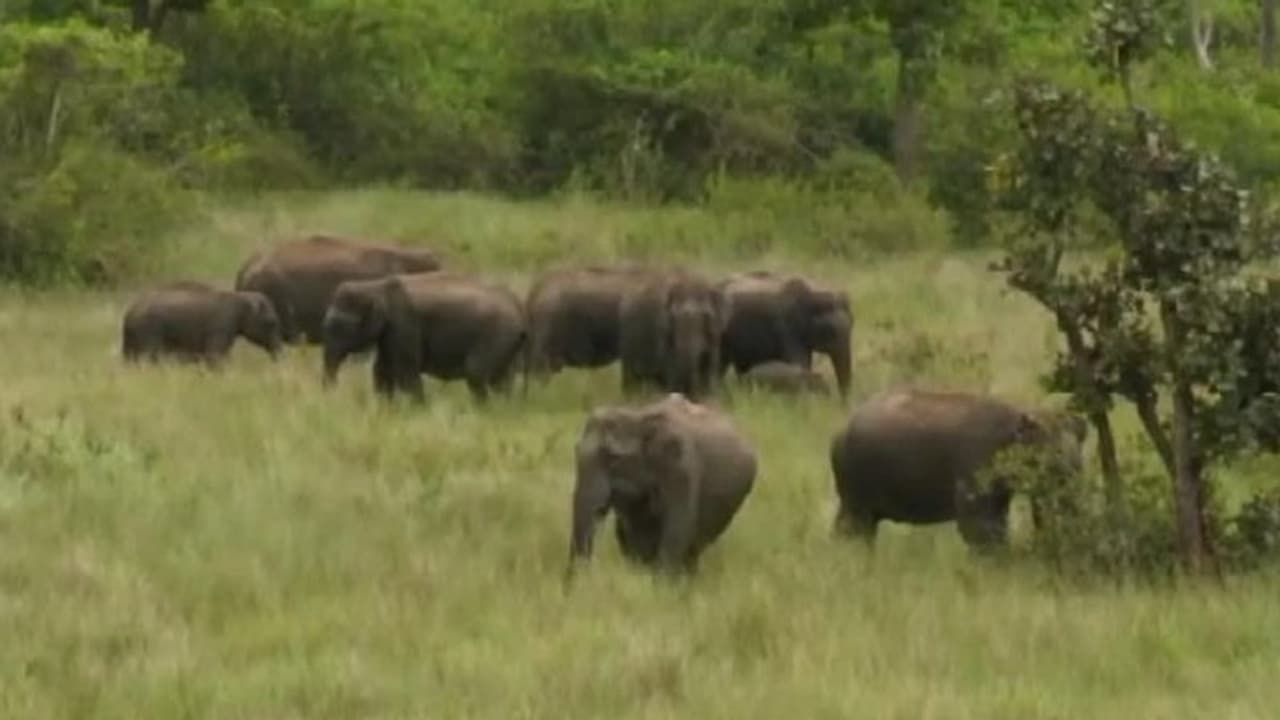 ಹುಲಿಗಳ ಜೊತೆಗೆ ಆನೆಗಳ ಸಂಖ್ಯೆಯಲ್ಲೂ ರಾಜ್ಯದಲ್ಲೇ ಬಂಡೀಪುರ ನಂಬರ್ 1