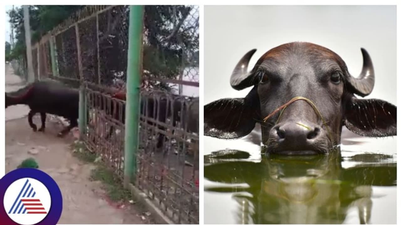 ಕಲಬುರಗಿ: ಕೆರೆಯಲ್ಲಿ ಎಮ್ಮೆಗಳನ್ನು ಸ್ನಾನ ಮಾಡಿಸಿದವರ ವಿರುದ್ಧ ಎಫ್‌ಐಆರ್ ದಾಖಲು!