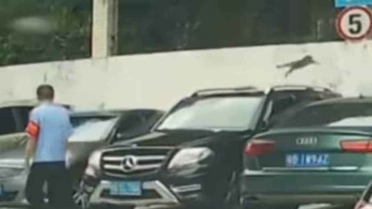 മതിൽ ചാടാൻ ഇനി എന്റെ പട്ടി വരും; സോഷ്യൽ മീഡിയയിൽ ചിരി പടർത്തി പൂച്ചയുടെ വീഡിയോ