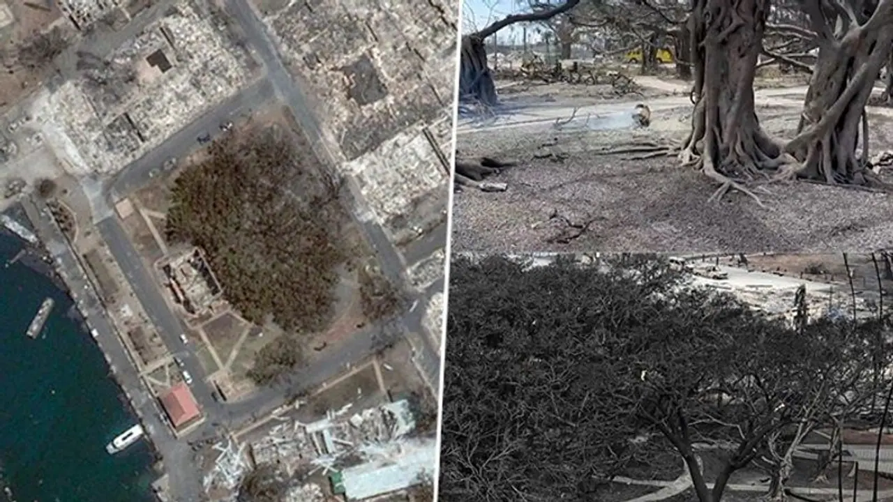 WATCH: 150 year old banyan tree, imported from India and largest in US, charred by Hawaii wildfires WATCH: 150 year old banyan tree, imported from India and largest in US, charred by Hawaii wildfires