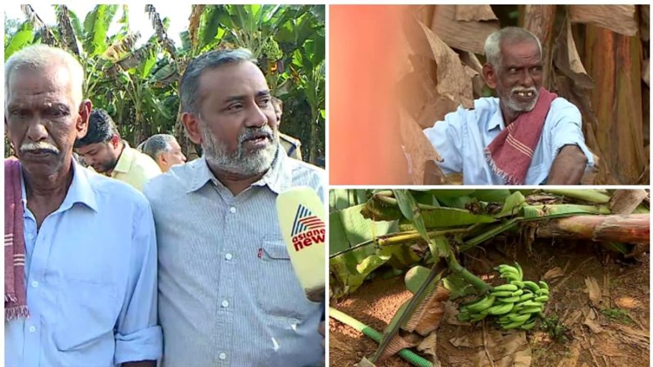 'കർഷകനല്ല കുറ്റക്കാരൻ'; വൈദ്യുതി ലൈൻ കിടക്കുന്നത് താഴ്ന്നെന്ന് കൃഷിമന്ത്രി, വാഴത്തോട്ടം സന്ദർശിച്ച് മന്ത്രി 'കർഷകനല്ല കുറ്റക്കാരൻ'; വൈദ്യുതി ലൈൻ കിടക്കുന്നത് താഴ്ന്നെന്ന് കൃഷിമന്ത്രി, വാഴത്തോട്ടം സന്ദർശിച്ച് മന്ത്രി