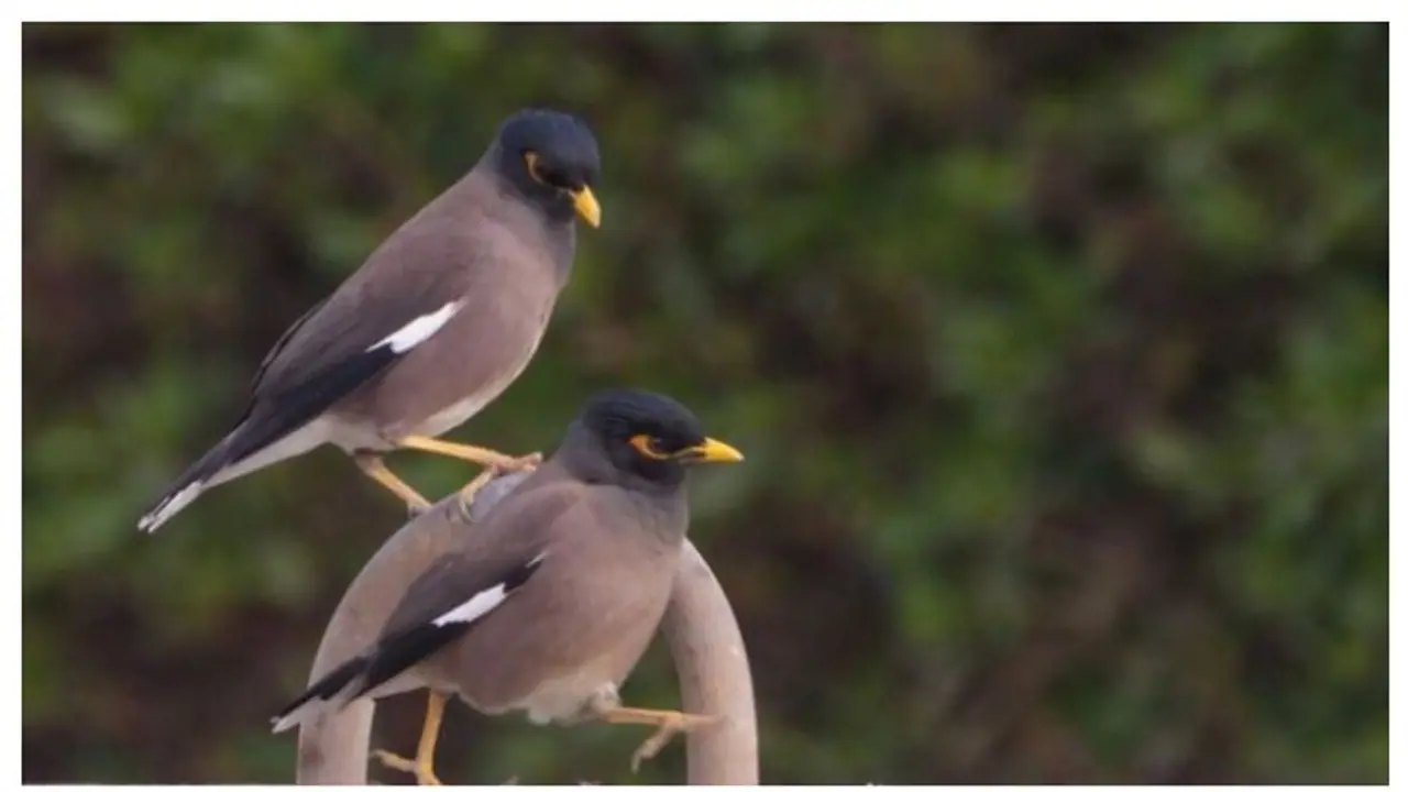 കുവൈത്തിലെ ഇന്ത്യന് മൈനകള് ഭീഷണിയാകുമോ? വ്യക്തമാക്കി പരിസ്ഥിതി നിരീക്ഷണ സമിതി കുവൈത്തിലെ ഇന്ത്യന് മൈനകള് ഭീഷണിയാകുമോ? വ്യക്തമാക്കി പരിസ്ഥിതി നിരീക്ഷണ സമിതി