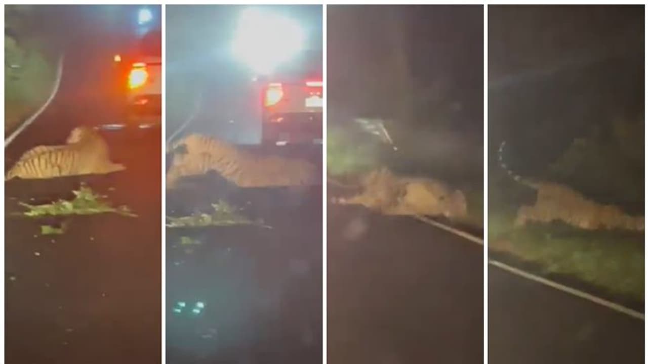 Murdoli Forest: ನಡುರಾತ್ರಿ ಕಾರ್ಗೆ ಡಿಕ್ಕಿಯಾದ ಹುಲಿ, ತೆವಳಿಕೊಂಡು ಹೋಗಿ ಪ್ರಾಣಬಿಟ್ಟಿತು! Murdoli Forest: ನಡುರಾತ್ರಿ ಕಾರ್ಗೆ ಡಿಕ್ಕಿಯಾದ ಹುಲಿ, ತೆವಳಿಕೊಂಡು ಹೋಗಿ ಪ್ರಾಣಬಿಟ್ಟಿತು!