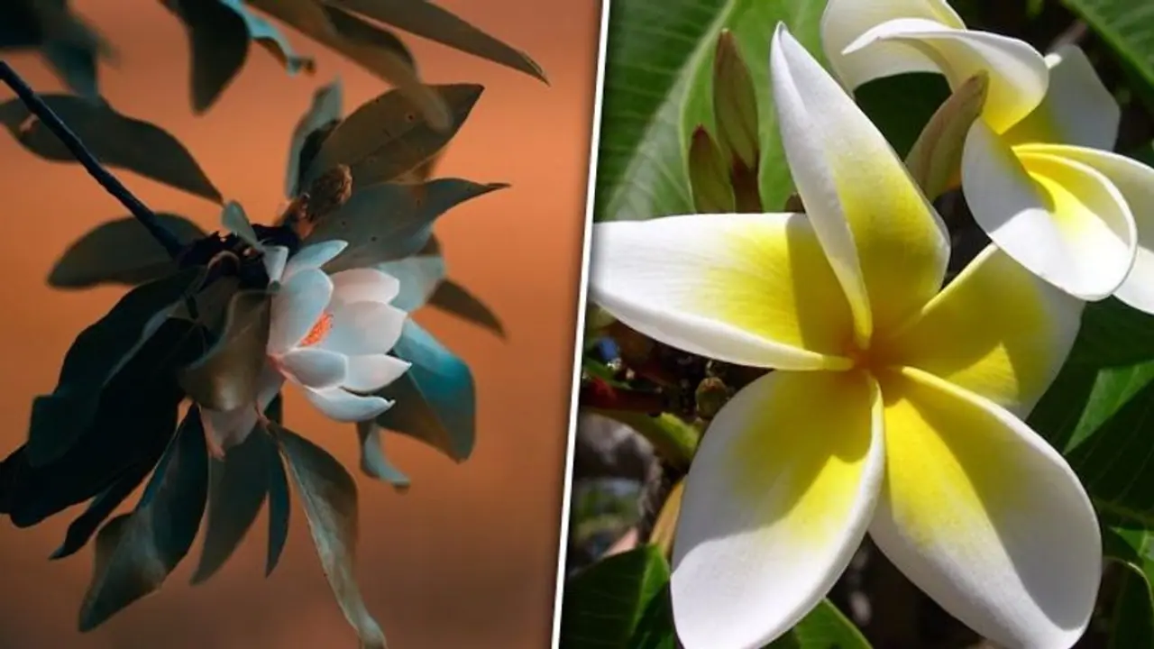 Plumeria to Magnolia: 5 white flowers that smell sweet Plumeria to Magnolia: 5 white flowers that smell sweet