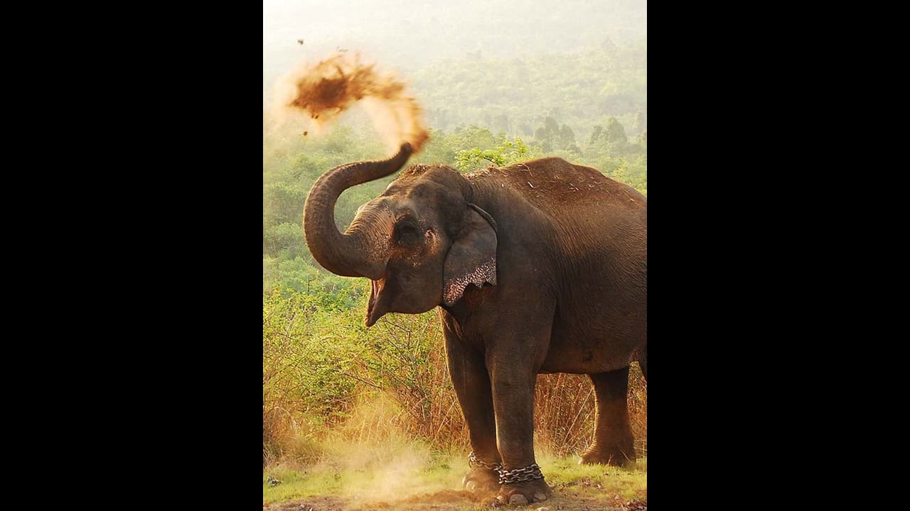 கோவையில் திடீரென ஊருக்குள் புகுந்த காட்டு யானைகள்; வனத்துறைக்கு பொதுமக்கள் கோரிக்கை