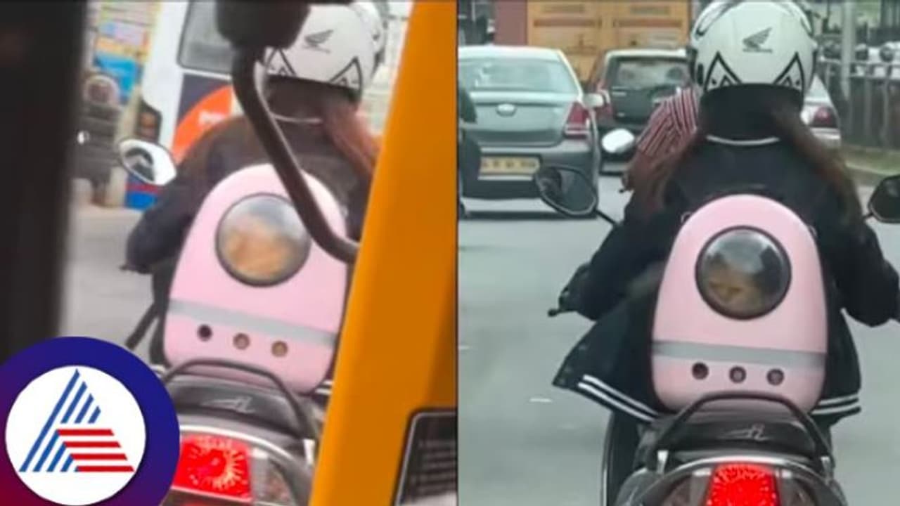 ಟ್ರಾಫಿಕ್ನಲ್ಲಿ, ಗಾಡಿಯಲ್ಲಿ ಹುಡುಗಿ ಬ್ಯಾಗಿನೊಳಗೆ ಮುದ್ದು ಮುದ್ದಾದ ಬೆಕ್ಕು, ವಿಡಿಯೋ ವೈರಲ್ ಟ್ರಾಫಿಕ್ನಲ್ಲಿ, ಗಾಡಿಯಲ್ಲಿ ಹುಡುಗಿ ಬ್ಯಾಗಿನೊಳಗೆ ಮುದ್ದು ಮುದ್ದಾದ ಬೆಕ್ಕು, ವಿಡಿಯೋ ವೈರಲ್