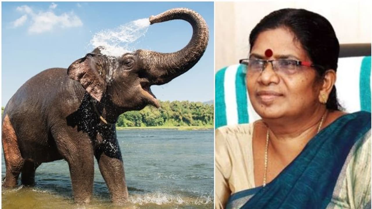 ആനപ്രേമികൾക്ക് ഒരു സന്തോഷ വാർത്ത! കേരളത്തിൽ ആനകൾക്ക് മൾട്ടി സ്പെഷ്യാലിറ്റി ആശുപത്രി പരിഗണനയിലെന്ന് മന്ത്രി 