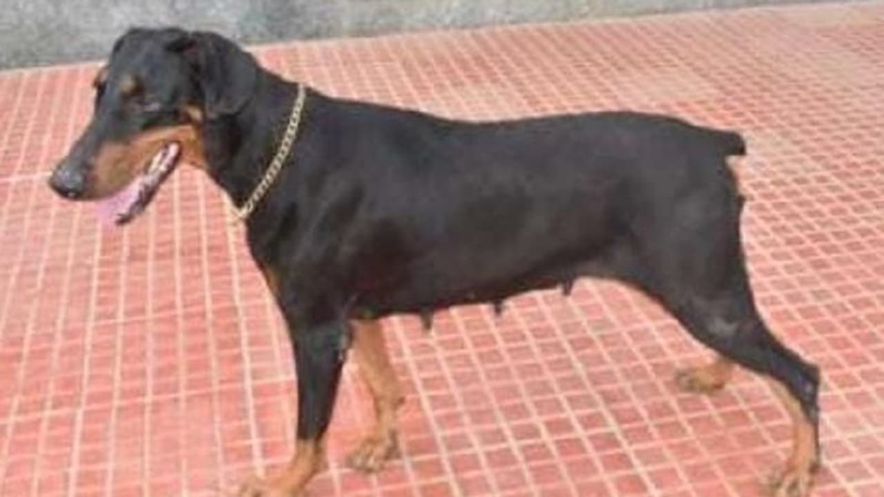 Kolar: ಕೊಲೆ ಮಾಡಿ ಅವಿತು ಕುಳಿತಿದ್ದ ಆರೋಪಿಯನ್ನ 24 ಗಂಟೆಯಲ್ಲಿ ಪತ್ತೆ ಹಚ್ಚಿದ ಶ್ವಾನ! Kolar: ಕೊಲೆ ಮಾಡಿ ಅವಿತು ಕುಳಿತಿದ್ದ ಆರೋಪಿಯನ್ನ 24 ಗಂಟೆಯಲ್ಲಿ ಪತ್ತೆ ಹಚ್ಚಿದ ಶ್ವಾನ!