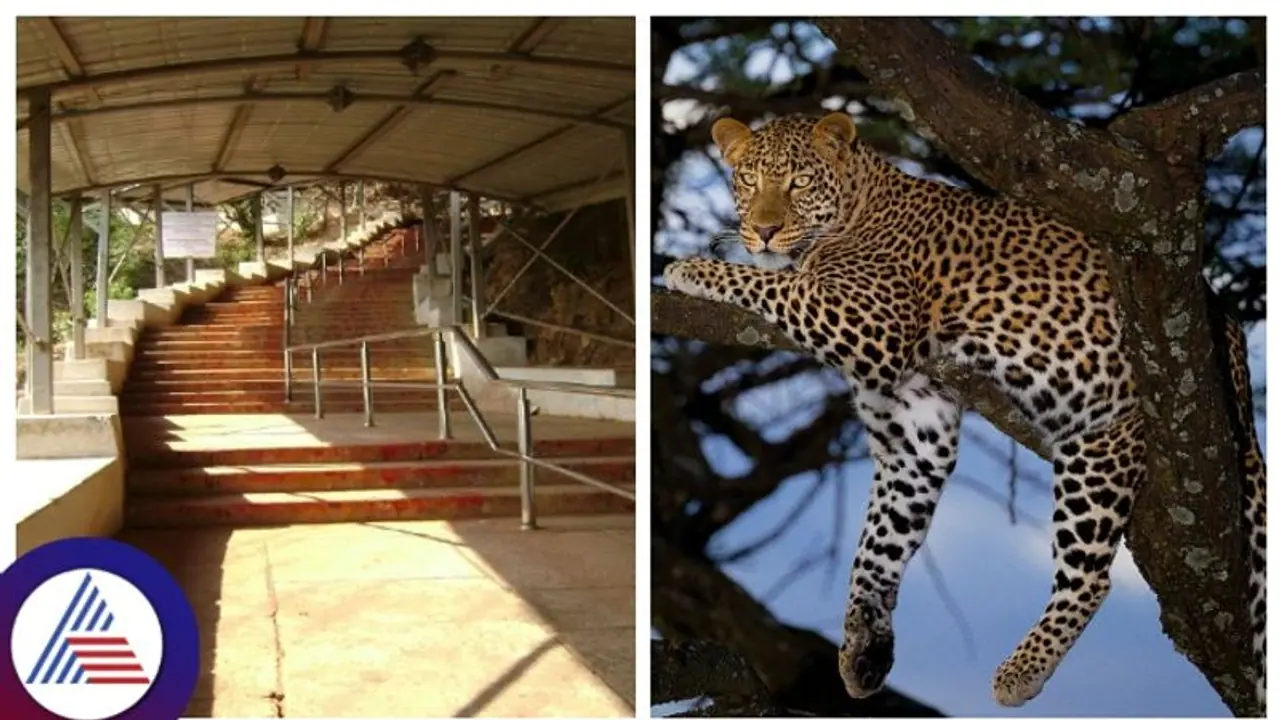 ತಿರುಪತಿ ಬೆಟ್ಟ ಹತ್ತುವಾಗ ಚಿರತೆ ದಾಳಿ, ಬಾಲಕಿ ಬಲಿ, ಬೆಟ್ಟ ಏರುವ ಭಕ್ತರಲ್ಲಿ ಆತಂಕ ತಿರುಪತಿ ಬೆಟ್ಟ ಹತ್ತುವಾಗ ಚಿರತೆ ದಾಳಿ, ಬಾಲಕಿ ಬಲಿ, ಬೆಟ್ಟ ಏರುವ ಭಕ್ತರಲ್ಲಿ ಆತಂಕ